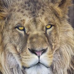 1-619-Lion Фотообои Komar National Geographic x
